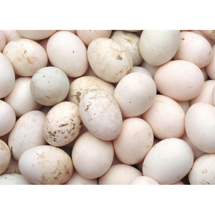 Premium Duck Egg  /  Tharavu / താറാവ്മുട്ട ( Pack of 6nos )
